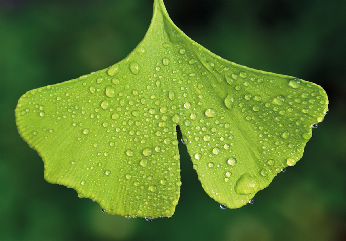 Gingko-Blatt mit Tautropfen